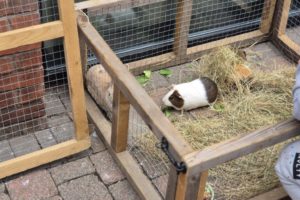 Min farm pigs